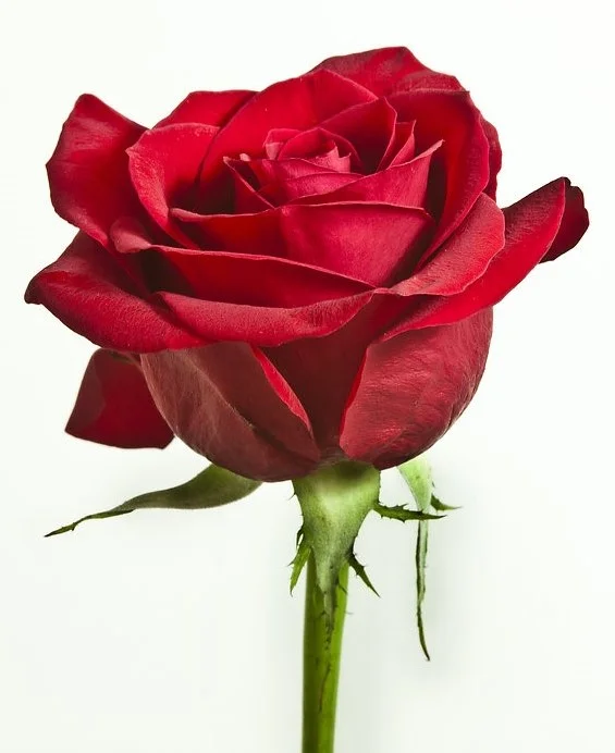 A Rose Given To Her 2.jpg