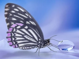 Butterfly And Water Drop 300x226.png