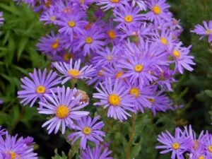 Asteraceae Aster Amellus September ASTER 300x225 1