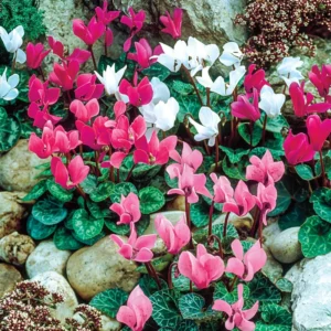 Cyclamen December 300x300 1