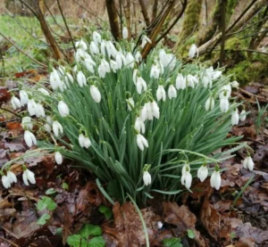 Galanthus Snowdrop Single Snowdrop February 768x709 1 300x277
