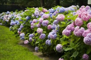 Hydrangea June 300x200 1