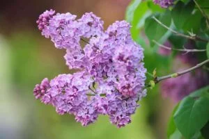 Lilac May 300x200 1