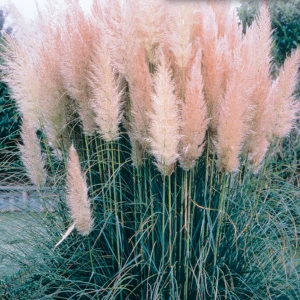 Pampas Grass November 300x300 1