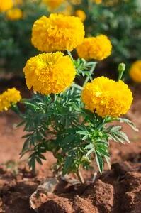 Tagetes Erecta Chendumalli Chedi October Marigolds 199x300 1