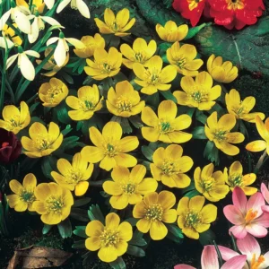 Winter Aconite 2 January 300x300 1