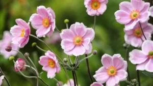 Anemone Flowers March 768x432 1 300x169