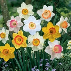 Daffodilsunshinemix APRIL 300x300 1