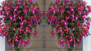 Fuchsia August 300x169 1