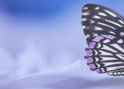Imgi 19 Butterfly Left.png
